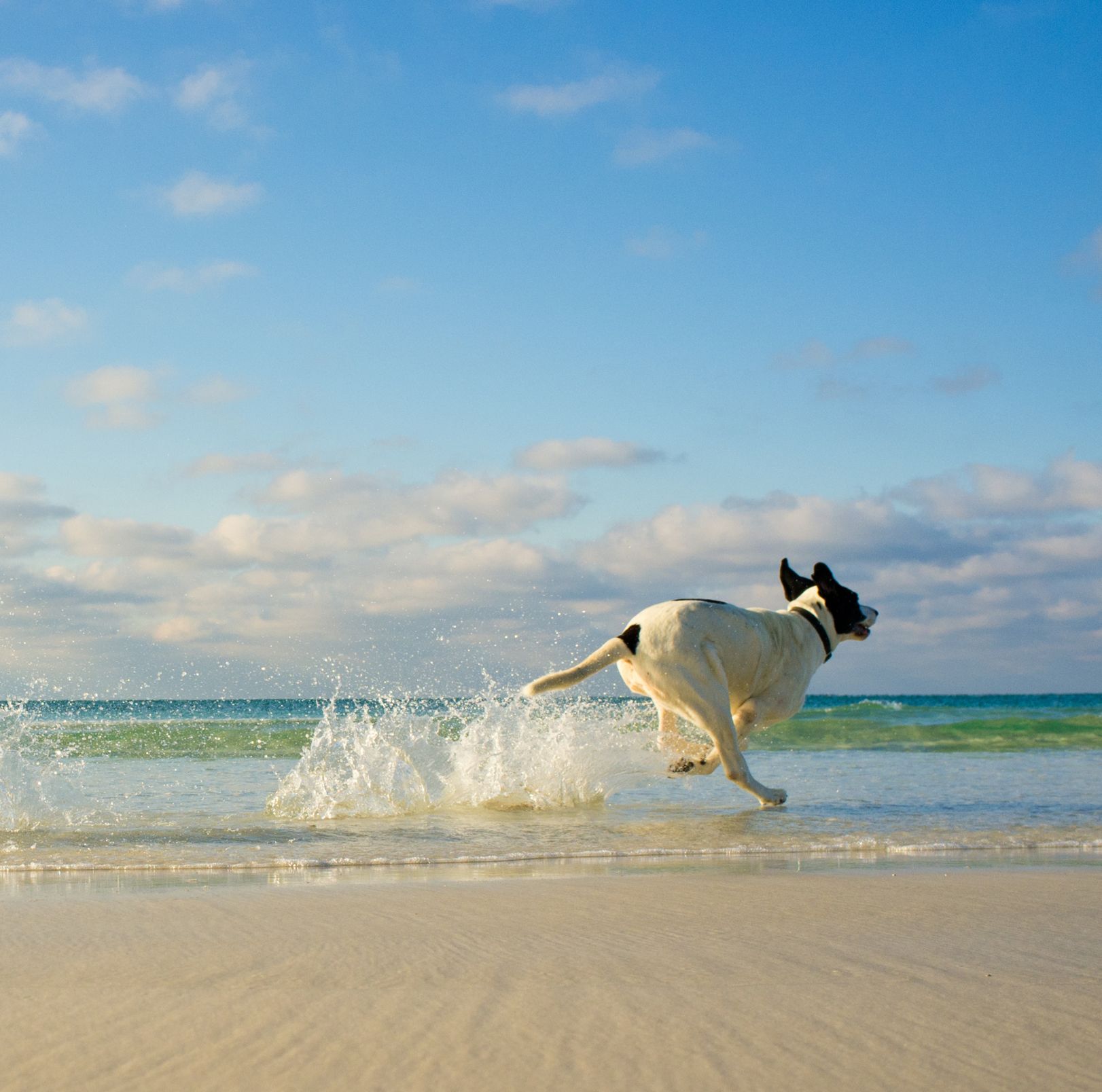 beach dog