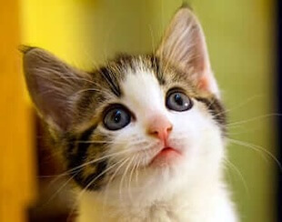 Feline Services in San Diego