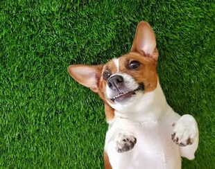 Canine Services in San Diego