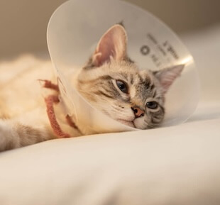Pet Surgery in San Diego