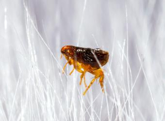 Flea City: Population Out of Control