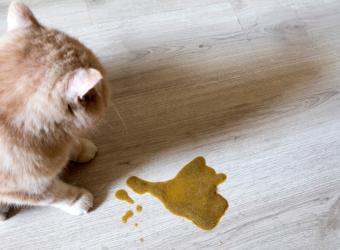 10 Illness Signs and What They Could Mean For Your Pet’s Health