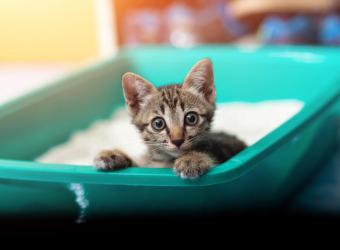 10 Tips To Coax Your Cat To Use The Litter Box