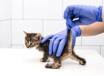 Facts Every Pet Owner Needs to Know About Intestinal Parasites