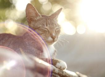 Heat Safety and Pets: First Aid Tips for Owners