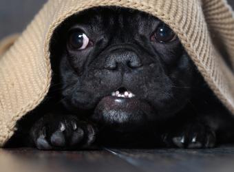 Frequently Asked Questions About Pet Noise Aversion