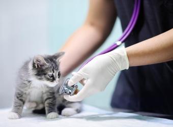 Get To Know the Towne Centre Animal Hospital Support Team