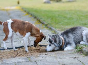 5 Activities That Will Prevent Your Dog Being Bored