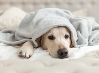 The Heartbreak of Heartworm Disease