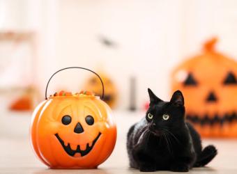 6 Simple Halloween Pet Safety Tips