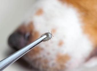 S-tick it to ’Em: How to Remove a Tick From Your Pet