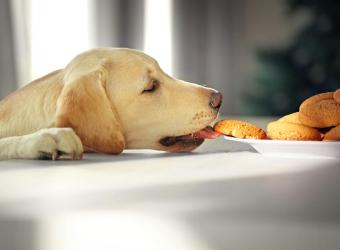 Sweet but Deadly: Xylitol Toxicity in Pets