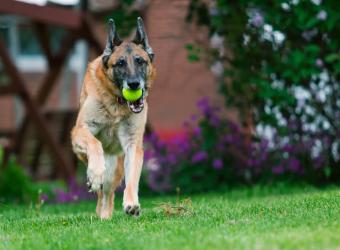 Senior Support: How to Help Your Older Pet Age with Grace