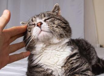 How to Understand and Track Your Cat’s Quality of Life