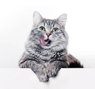 decor image on Towne Centre Animal Hospital
